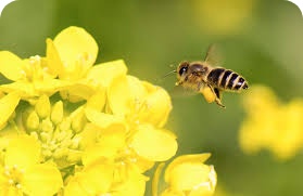 Agricultural Chemical Service